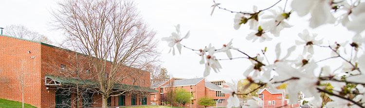 Flowers blossoms and brick building in background